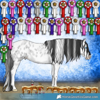 Horse Color:Blue Roan Splash Appaloosa