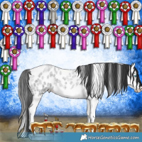 Horse Color:Blue Roan Splash Leopard 