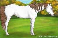 Horse Color:Red Roan Splash Appaloosa 