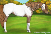 Horse Color:Gray Red Roan Appaloosa 