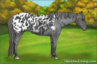 Horse Color:Black Near Leopard