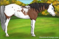 Horse Color:Bay Roan Splash Snowcap 