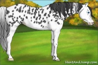 Horse Color:Blue Roan Splash Appaloosa 