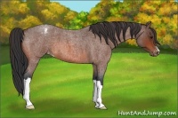 Horse Color:Bay Roan Appaloosa 