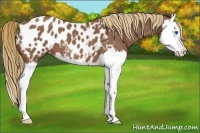 Horse Color:Red Roan Splash Near Leopard 