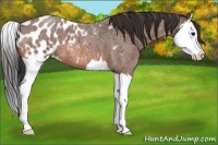 Horse Color:Bay Roan Splash Appaloosa 