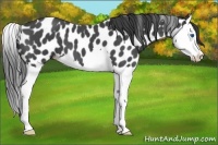 Horse Color:Blue Roan Splash Appaloosa 