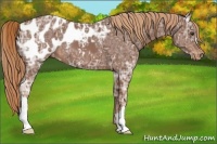 Horse Color:Chestnut Ice Appaloosa 