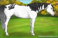 Horse Color:Black Splash Appaloosa 