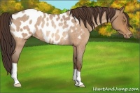 Horse Color:Sable Champagne Roan Near Leopard Rabicano