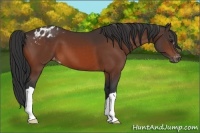 Horse Color:Bay Appaloosa 