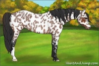 Horse Color:Bay Roan Appaloosa 