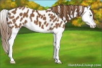 Horse Color:Chestnut Splash Appaloosa 