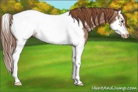 Horse Color:Red Roan Splash Frame Appaloosa 