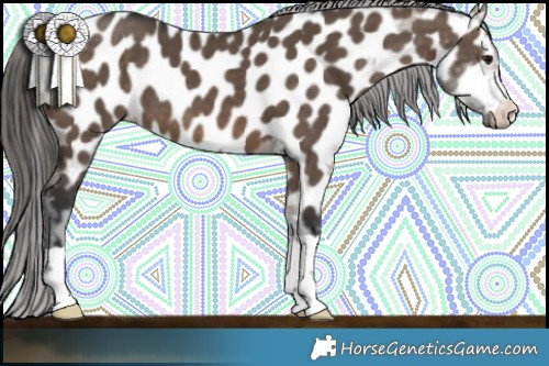 Horse Color:Brown Dun Appaloosa