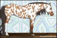 Horse Color:Brown Dun Appaloosa 