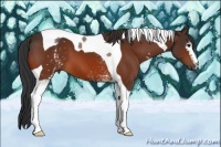 Horse Color:White Spotted Bay Tobiano