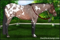 Horse Color:White Spotted Bay Roan Blanket 