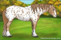 Horse Color:Chestnut Ice Splash Appaloosa 