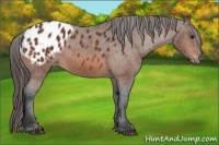 Horse Color:Bay Sabino Blanket 