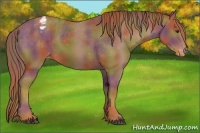 Horse Color:Nacre Chestnut Appaloosa