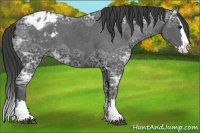 Horse Color:Black Ice Sabino Splash Blanket 