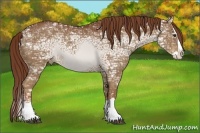 Horse Color:Chestnut Ice Splash Appaloosa 