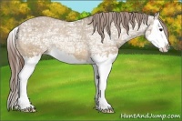 Horse Color:Bay Ice Dun Splash Appaloosa