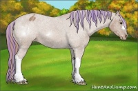 Horse Color:Painted Chestnut Appaloosa 