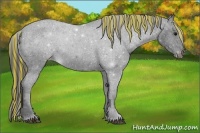 Horse Color:Painted Black Appaloosa 