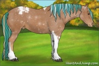 Horse Color:Painted Chestnut Tobiano Appaloosa 