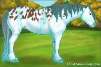 Horse Color:Thunderstruck Brown Sabino Splash Near Leopard 