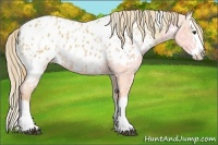 Horse Color:White Spotted Red Dun Ice Splash Appaloosa 