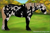 Horse Color:White Spotted Chestnut Splash Tobiano Appaloosa 