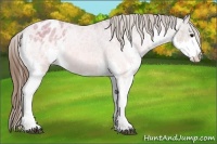 Horse Color:Bay Ice Sabino Splash Appaloosa