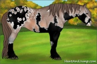 Horse Color:Bay Sabino Splash Blanket