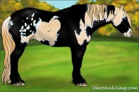 Horse Color:Chestnut Sabino Splash Tobiano Appaloosa