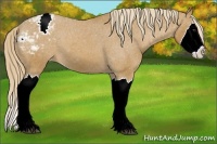 Horse Color:Chestnut Sabino Splash Appaloosa 