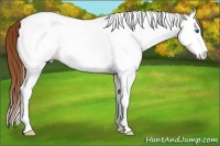 Horse Color:Red Dun Ice Sabino Splash Tobiano 