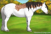 Horse Color:Bay Ice Splash Appaloosa Rabicano 