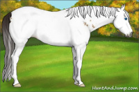 Horse Color:Gray Bay Ice Dun Splash Tobiano Appaloosa 