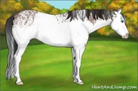 Horse Color:White Spotted Bay Ice Splash 