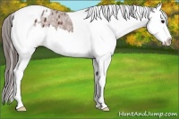 Horse Color:Bay Ice Splash Tobiano Appaloosa