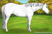 Horse Color:Black Ice Sabino Splash Tobiano Appaloosa 