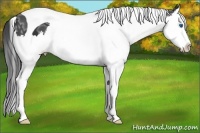 Horse Color:Black Ice Sabino Splash Tobiano 