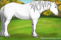 Horse Color:White Spotted Black Ice Splash Tobiano Appaloosa Rabicano 