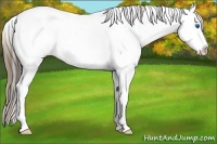 Horse Color:Plaid Bay Ice Sabino Splash Rabicano