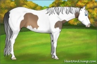 Horse Color:Brown Dun Splash Tobiano