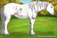 Horse Color:White Spotted Bay Splash Tobiano Varnish