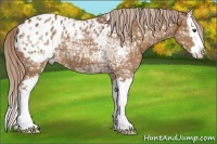 Horse Color:Chestnut Ice Sabino Splash Appaloosa 